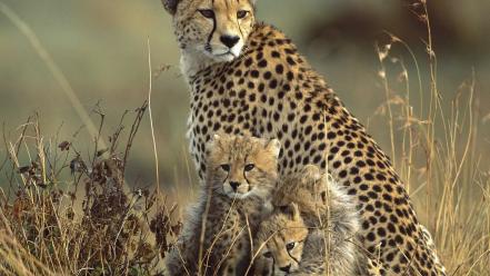 Nature animals cheetahs baby wallpaper