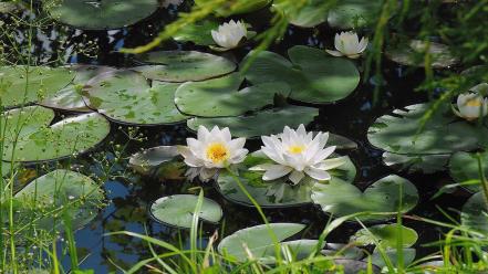 Nature flowers lily pads water lilies wallpaper