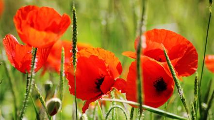 Nature flowers red poppies wallpaper