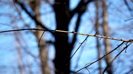 Nature trees depth of field blurred background twig wallpaper