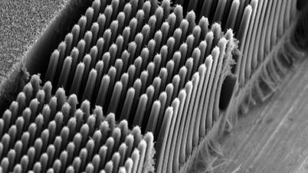 Tubes monochrome microscopic nano carbon wallpaper