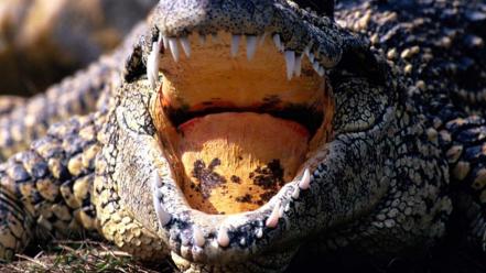 Alligators reptiles wallpaper