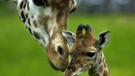 Animals mother giraffes baby wallpaper