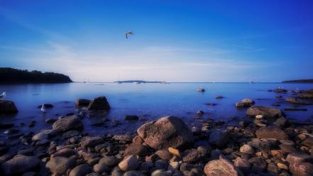 Blue ocean landscapes nature canada seagulls sea wallpaper