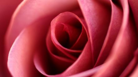Close-up flowers roses wallpaper