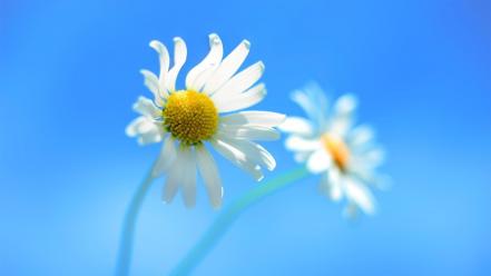 Flowers windows 8 dandelions blue walls wallpaper