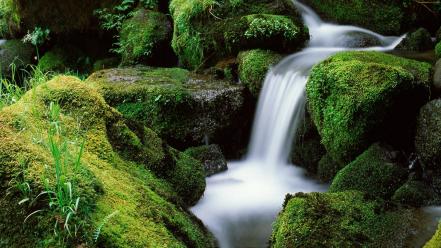 Landscapes forest national moss oregon waterfalls creek wallpaper
