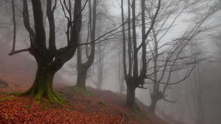 Landscapes nature trees autumn (season) forest leaves fog wallpaper