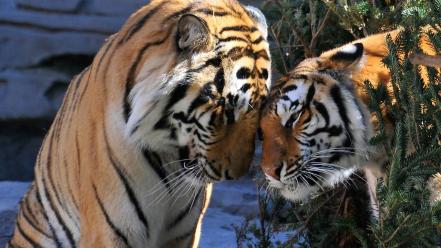 Love animals tigers wallpaper