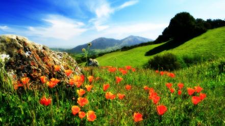 Nature red flowers poppies wallpaper
