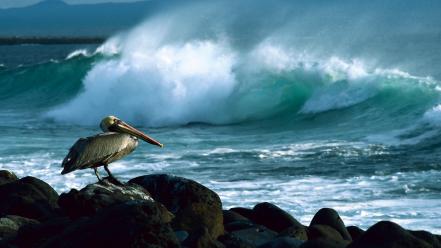 Ocean brown pelican seascapes galapagos wallpaper