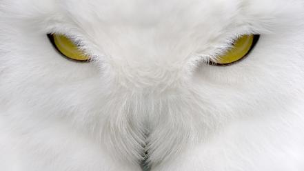 Owls white owl wallpaper