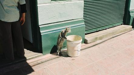 Streets cats funny urban people bucket animals wallpaper