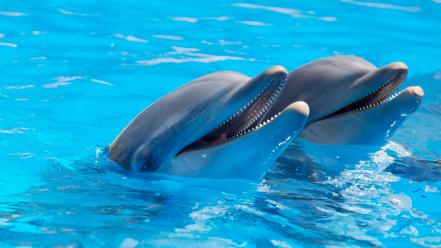Water dolphins mammals wallpaper