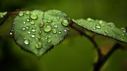 Water nature leaves macro blurred background drops wallpaper