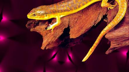Yellow wall golden skink simple wallpaper