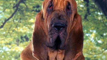 Animals dogs bloodhound wallpaper
