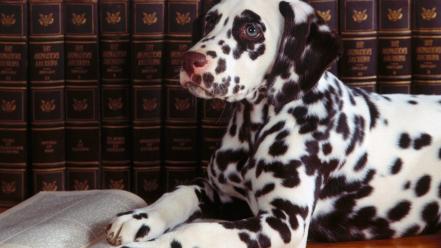 Animals dogs books dalmatians wallpaper