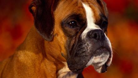 Animals dogs boxer dog wallpaper