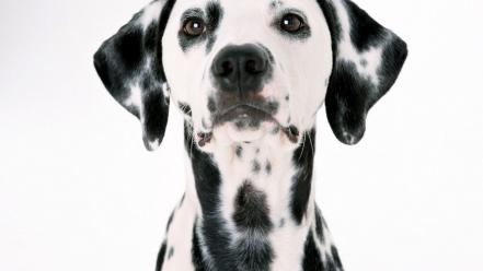 Animals dogs dalmatians wallpaper