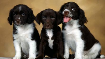 Animals dogs english springer spaniel wallpaper