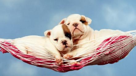 Animals dogs hammock wallpaper