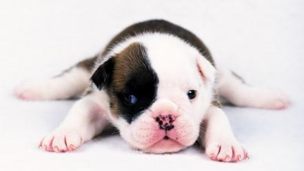 Animals dogs puppies bulldog wallpaper