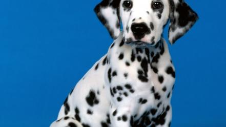 Animals dogs puppies dalmatians wallpaper