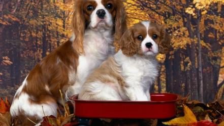 Animals dogs puppies king charles spaniel fallen leaves wallpaper