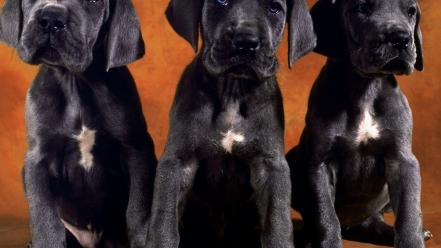 Animals dogs puppies labradors wallpaper