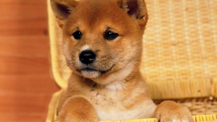 Animals dogs puppies shiba inu wallpaper