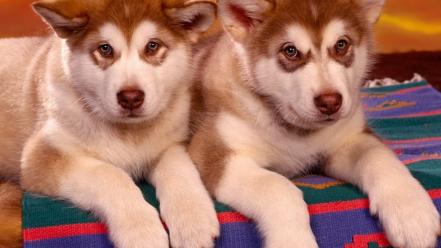 Animals dogs puppies siberian husky wallpaper