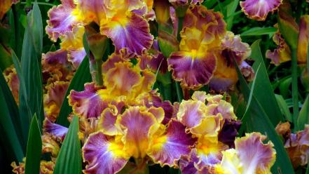 Flowers irises wallpaper