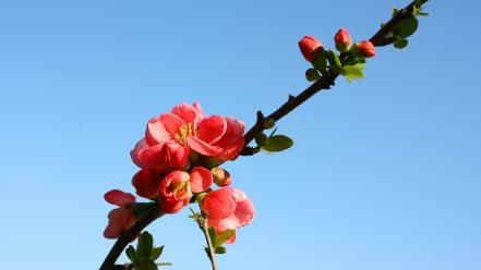 Flowers pink blue skies wallpaper