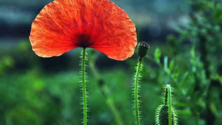 Flowers red poppies wallpaper