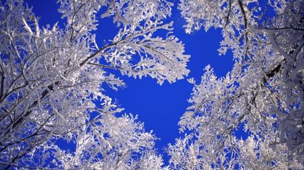 Frosted Trees wallpaper