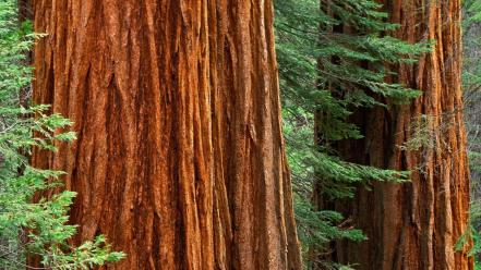 Giant Sequoia Trees wallpaper