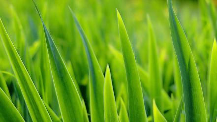 Green Grass Leaves wallpaper