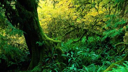 Hoh Rainforest wallpaper