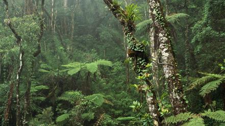 Montane Rainforest wallpaper