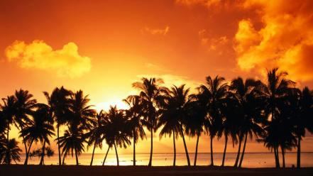 Sundown Over Palms wallpaper