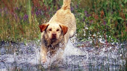 Water animals dogs running labrador retriever splashes wallpaper