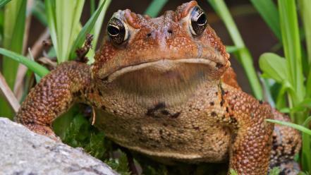 American toad wallpaper