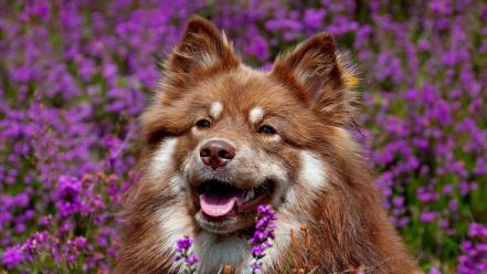 Animals dogs purple flowers wallpaper