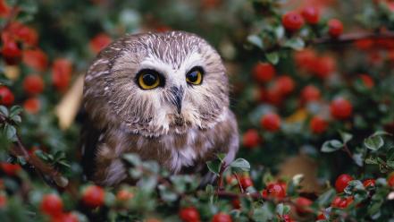 Animals owls birds wallpaper