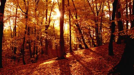 Autumn (season) forest wallpaper