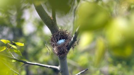 Eggs trees leaves depth of field nest blurred wallpaper