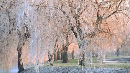 Ice nature trees willow covered wallpaper