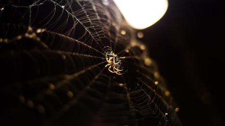 Insects bokeh spiders depth of field spider webs wallpaper