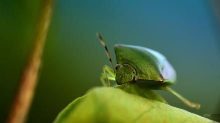 Insects macro photography wallpaper